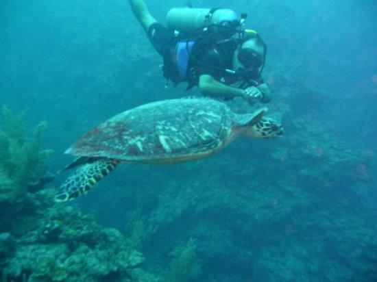 Bucanero del Caribe