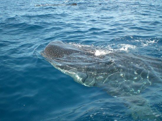 Cancun Whale Shark Tours